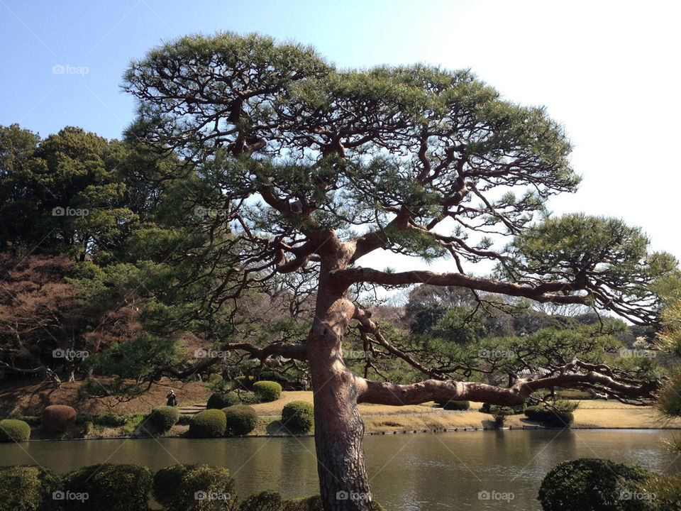 tree park japanese pinetree by kumi