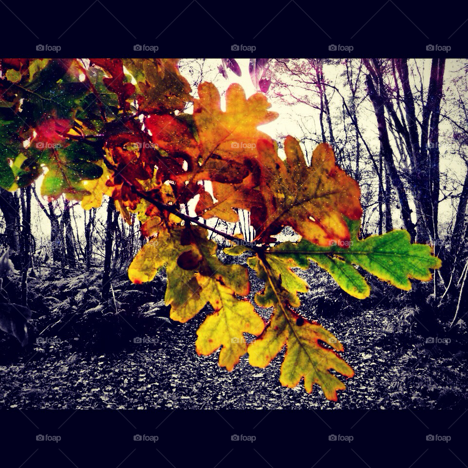 leaves forest woods autumn by iain_c1986