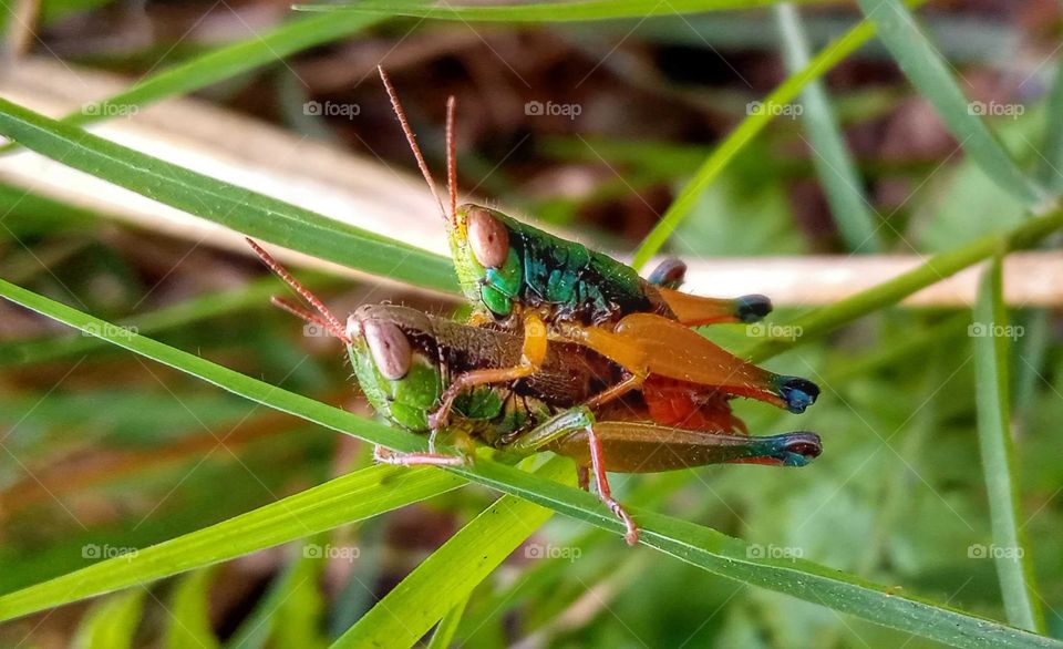 grasshopper