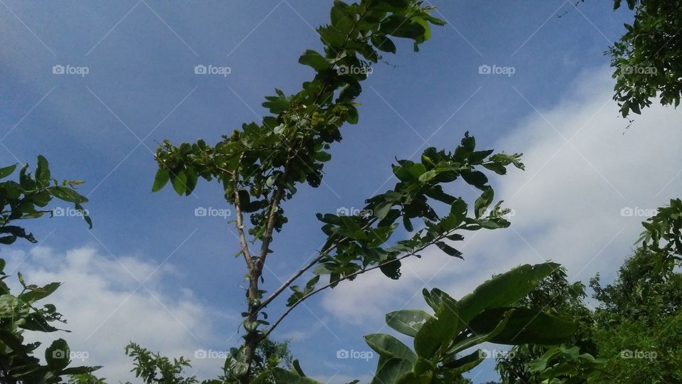 A tree in the forest that makes a very beautiful natural.