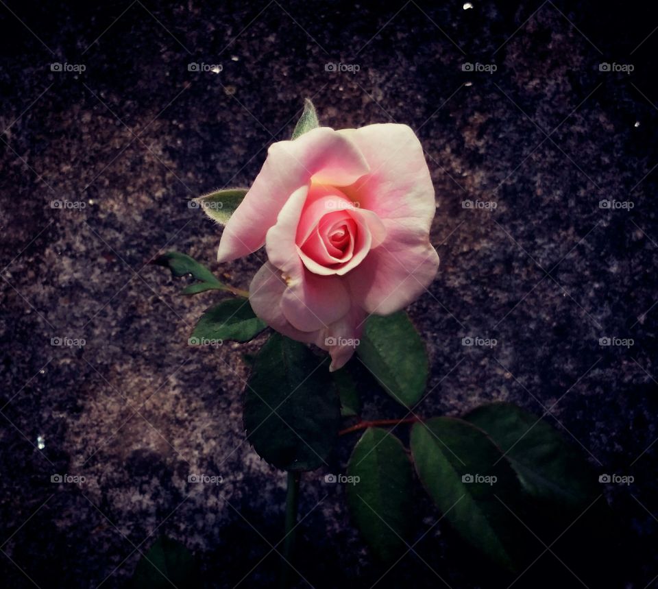 The devine rose