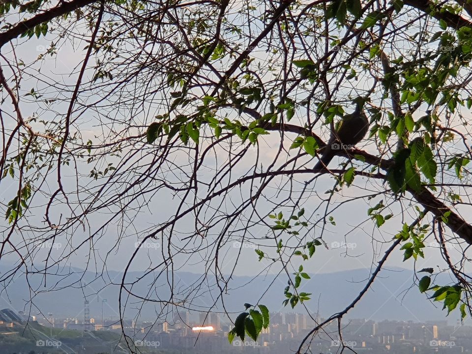 bird looking on skyscrapes sitting on a tree on the hill