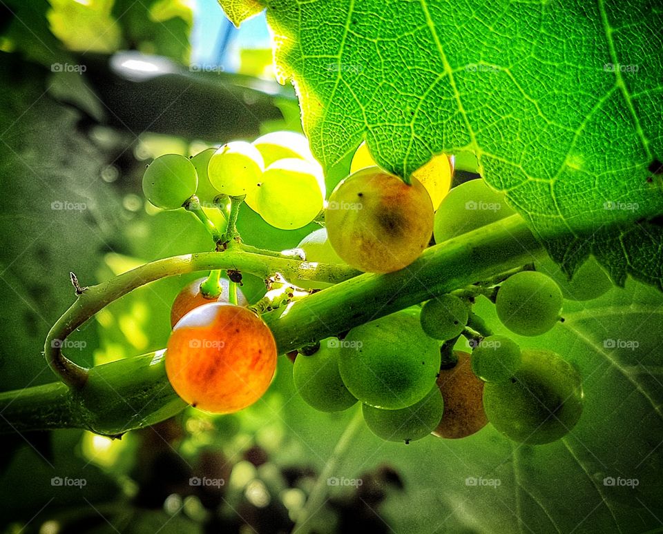 Grapes