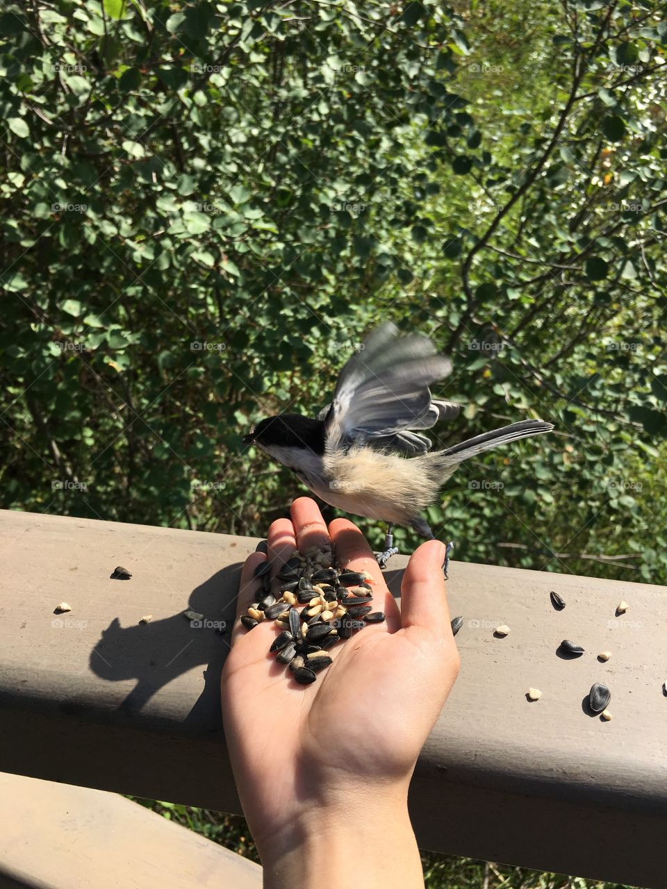 Bird, Outdoors, Nature, Tree, One