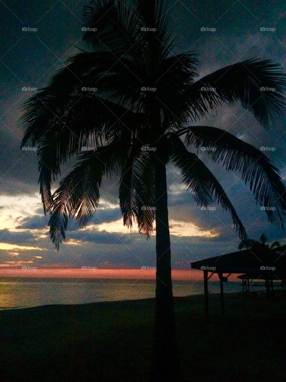 Palm tree at sunset 