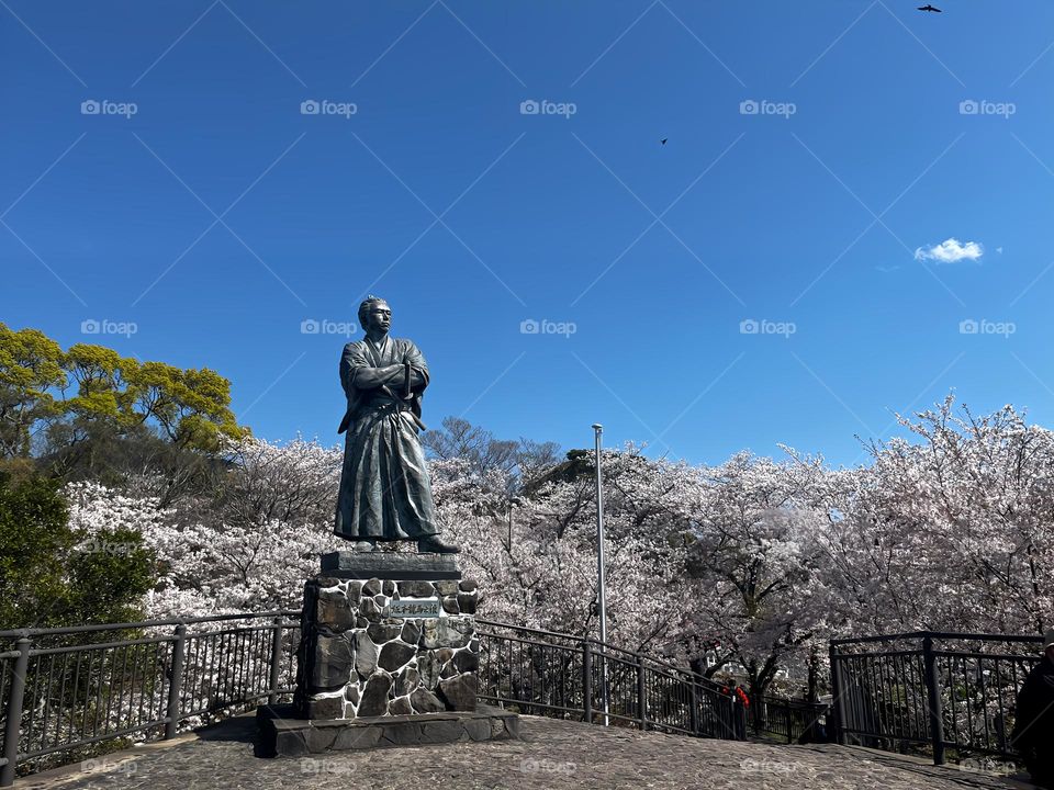 Sakura blossoming with a statue 