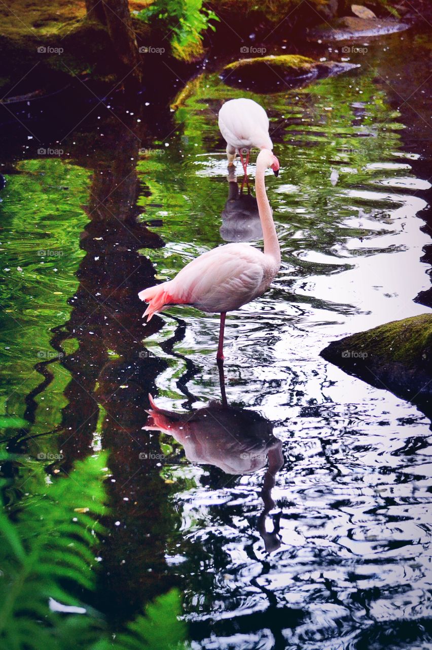 Flamingos. Pink flamingos in the water