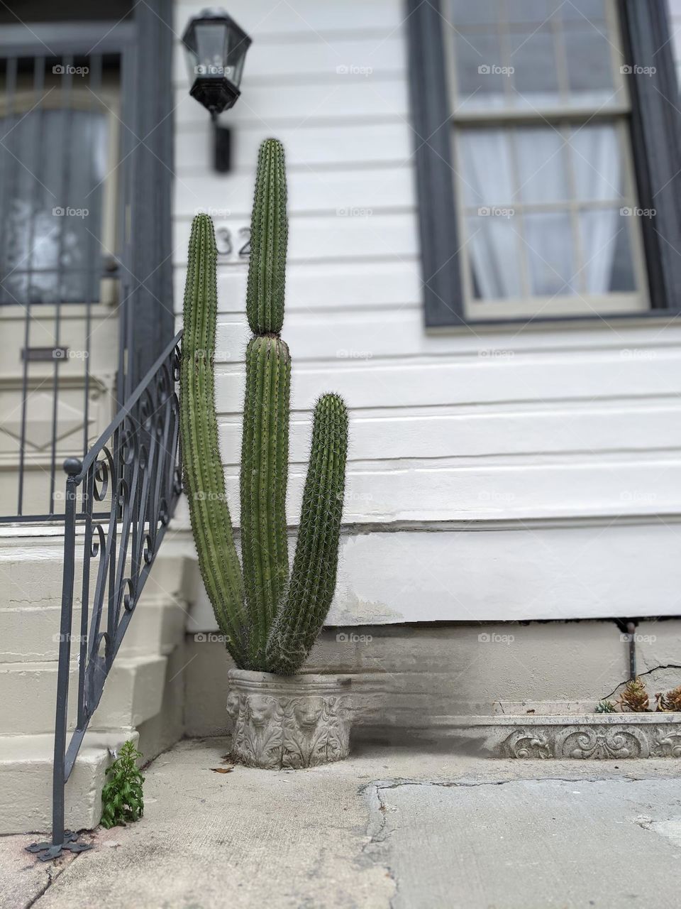 front step cactus garden in New Orleans front stop garden urban garden cactus houseplant