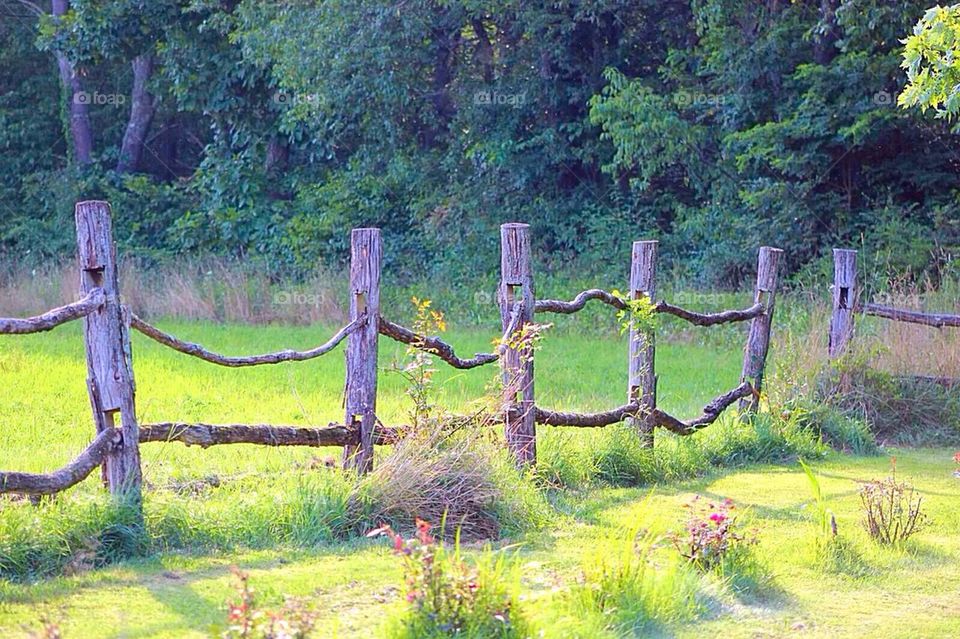 Farm Fence Row