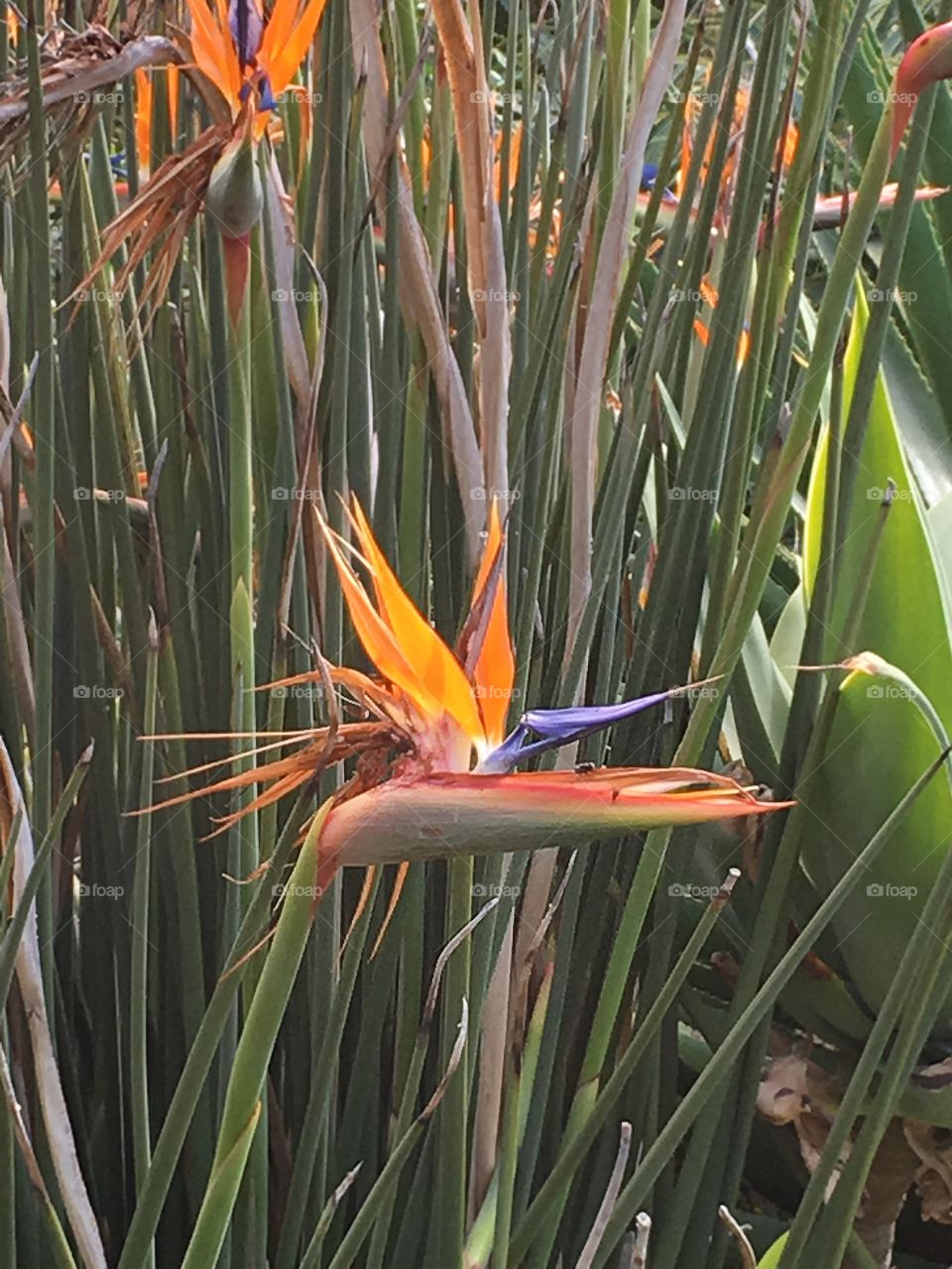 Bird of paradise in south oz. Bird of paradise florals