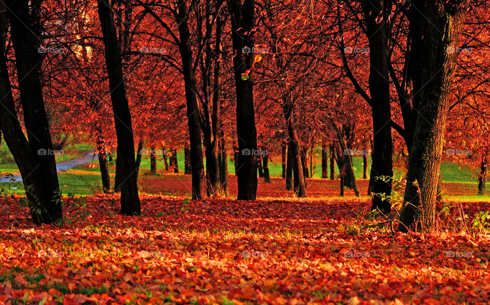 Colorful autumn