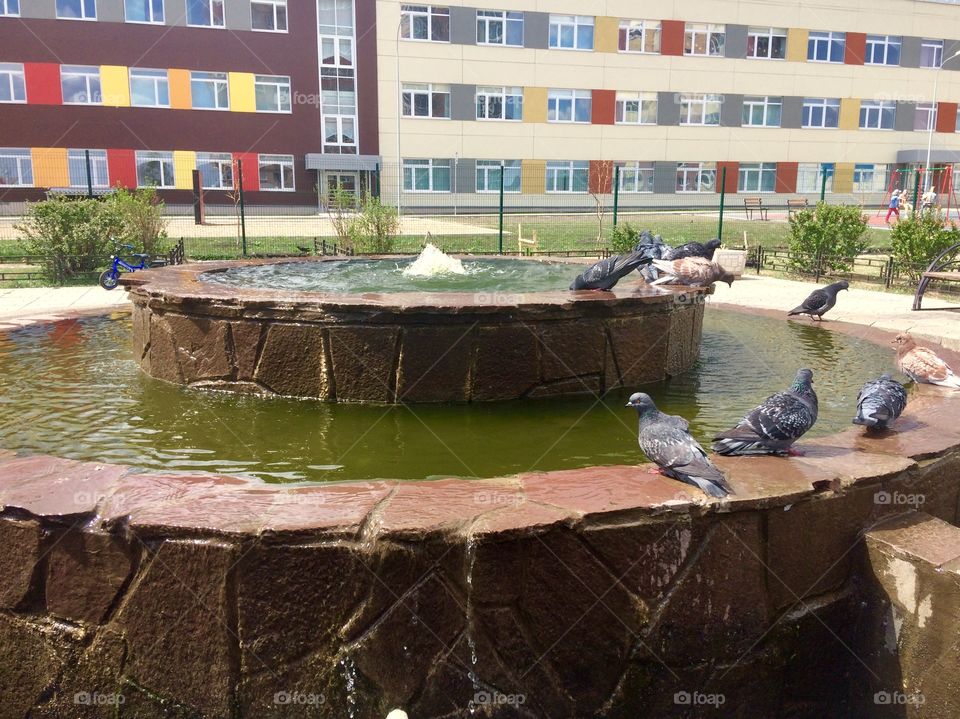 Birds голуби фонтан купание вода pigeons