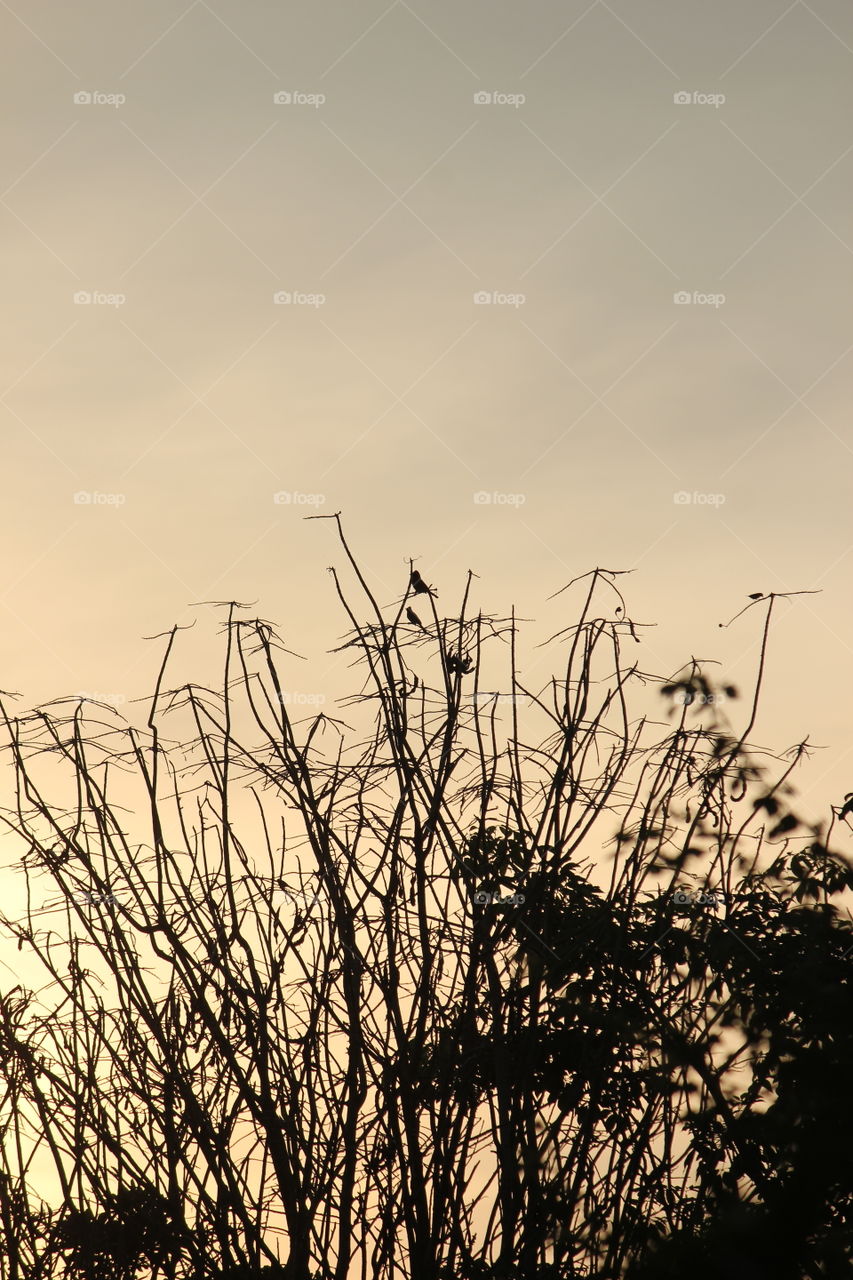 Silhouette Photography! Birds on a Leav