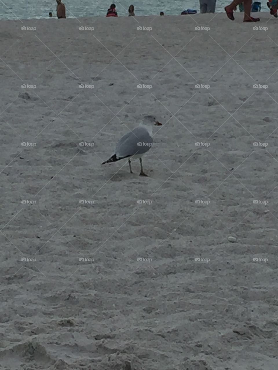 Beach Bird