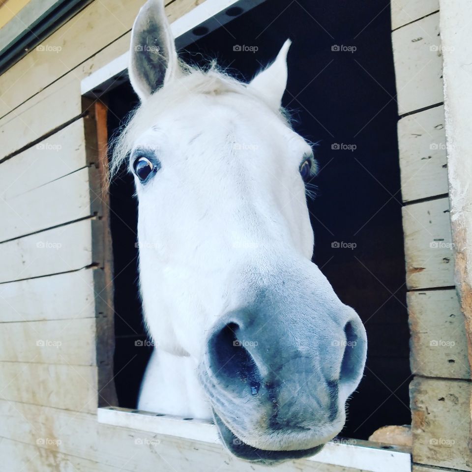 Barn Life