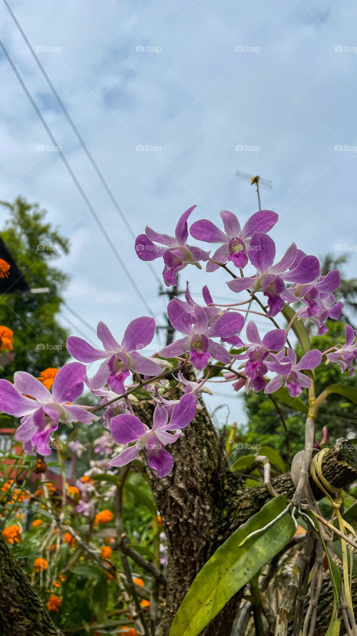 Portraits of a plant 