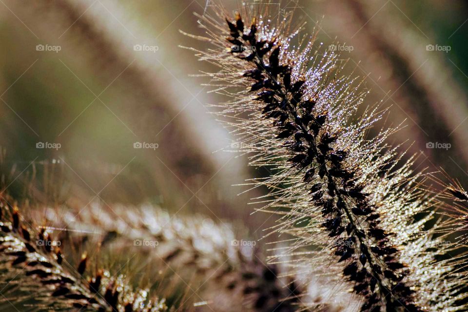 Close-up of grass