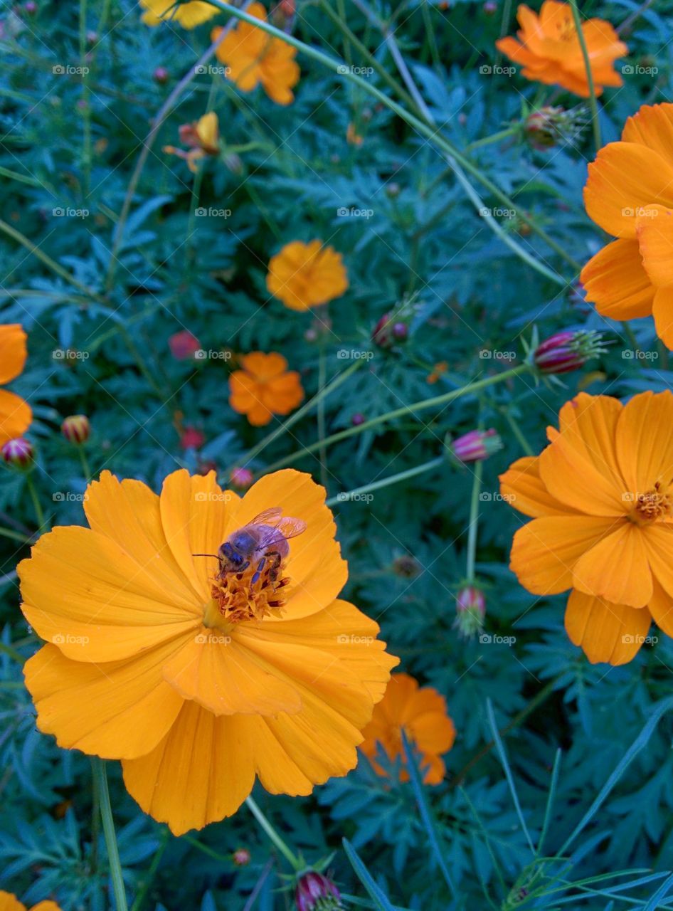 Bee on Wildflower