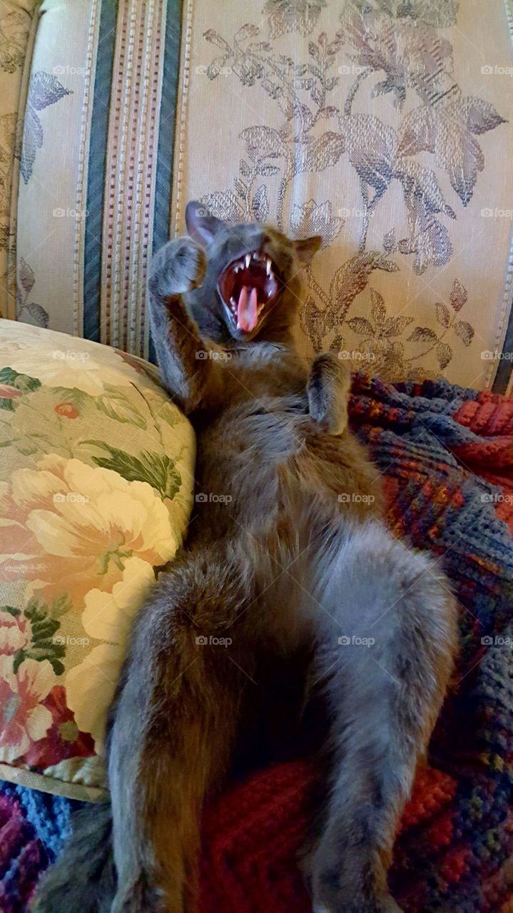 kitty cat meowing all about his good night's rest.