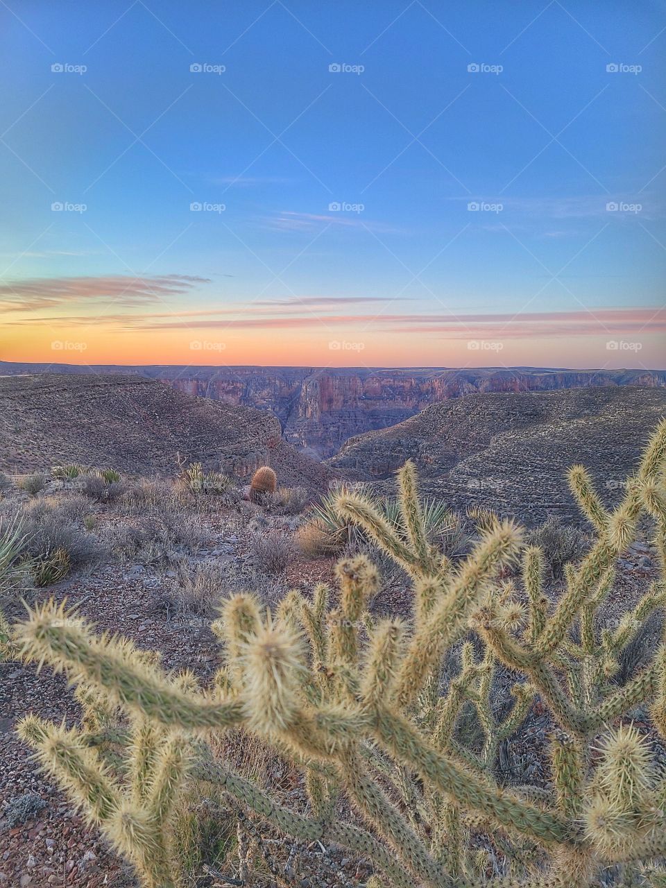 cactus by Grand canyon west