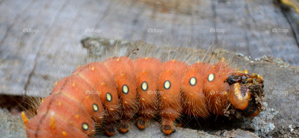 fat orange caterpillar