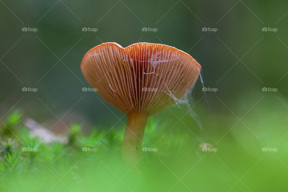 Mushroom in the forest