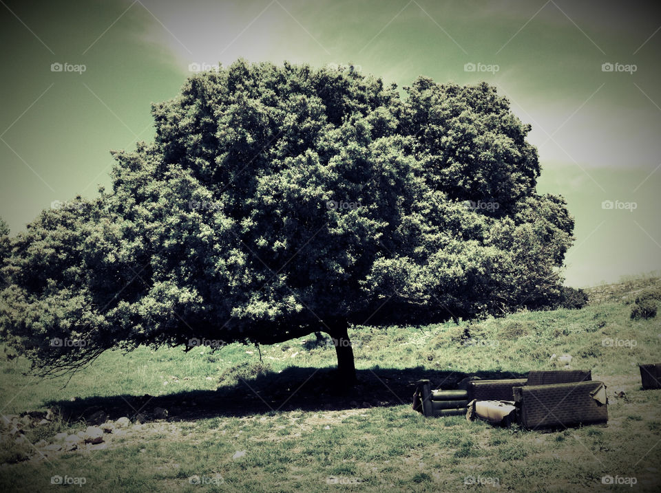 summer hot tree forest by moosh