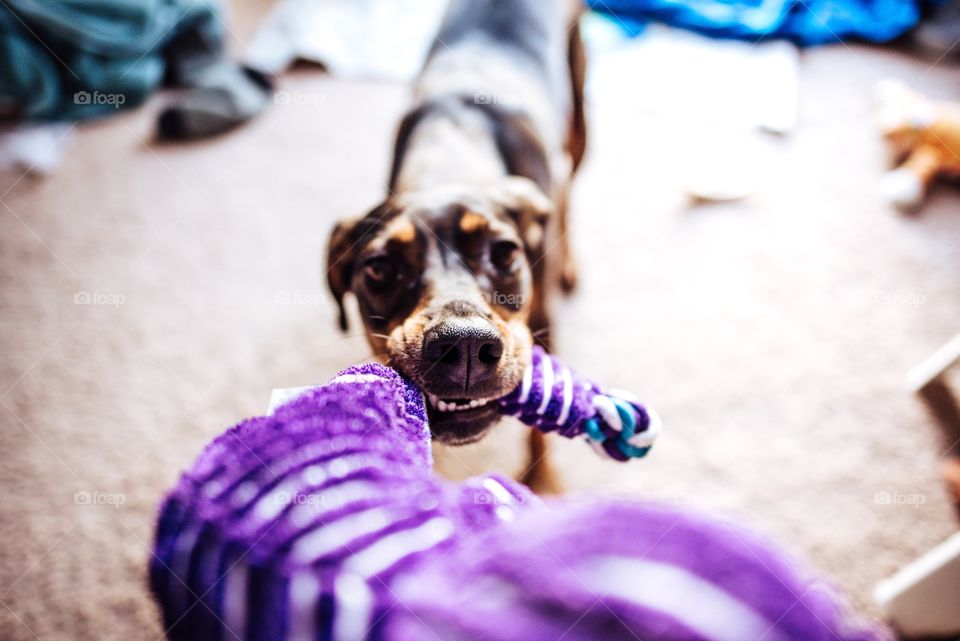 KONG toys are the only ones that make it in this house!