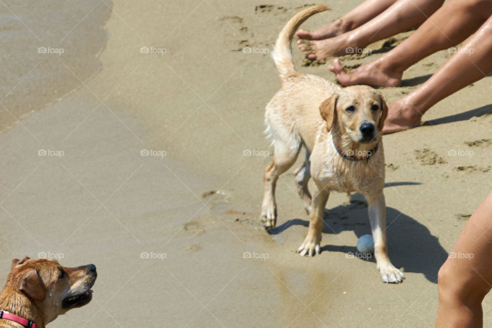 Wet golden