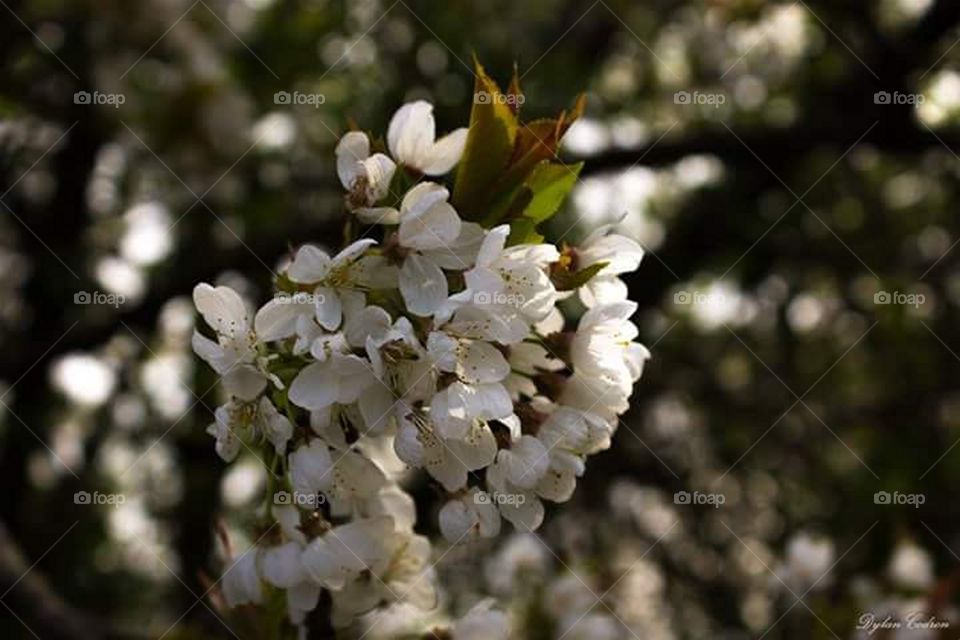 Fleurs blanches.