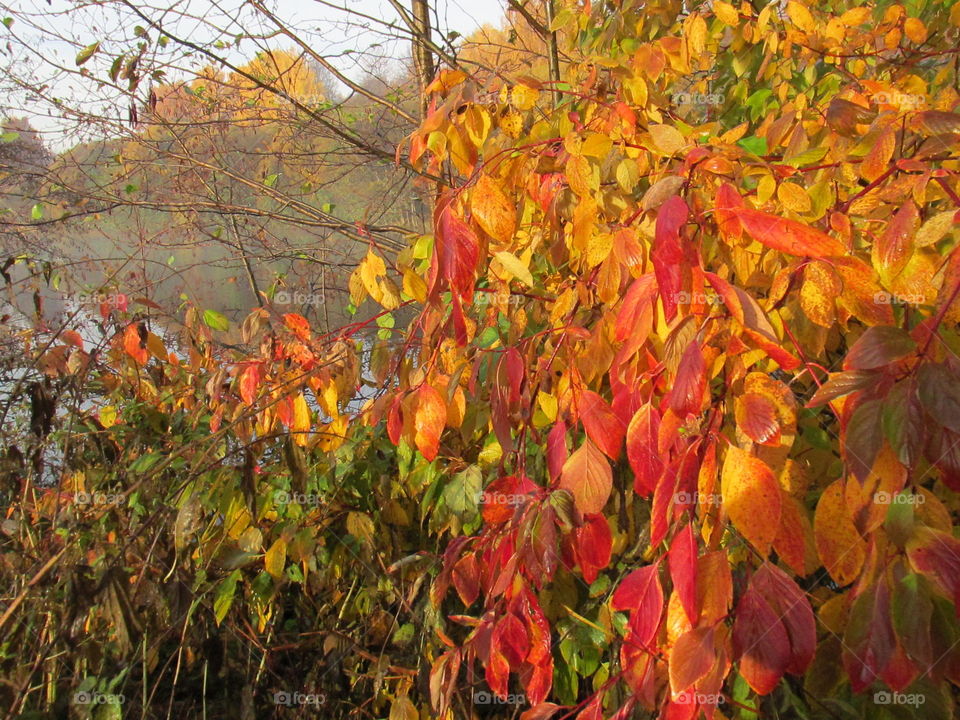 moods of autumn. golden forest