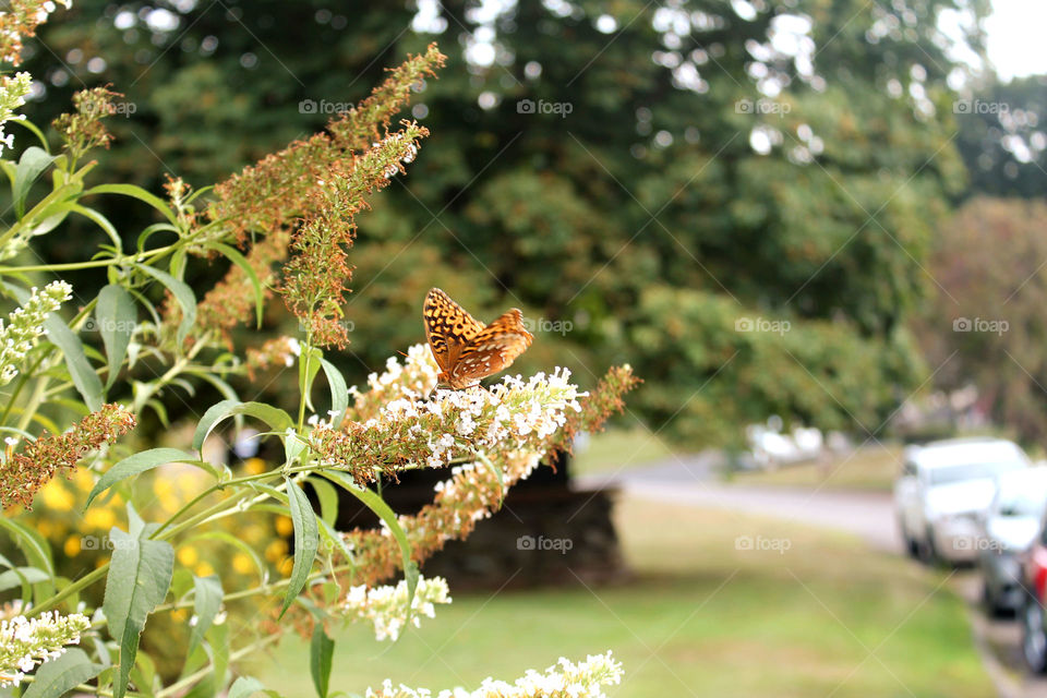 Butterfly on white flower . Orange monarch 