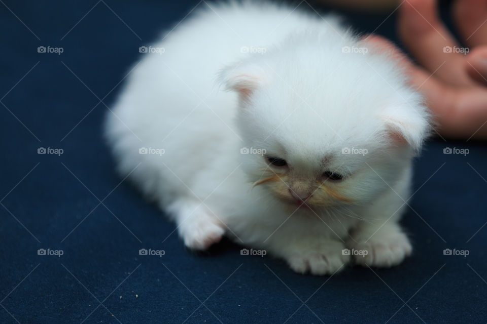 Mammal, Cute, Portrait, One, Cat