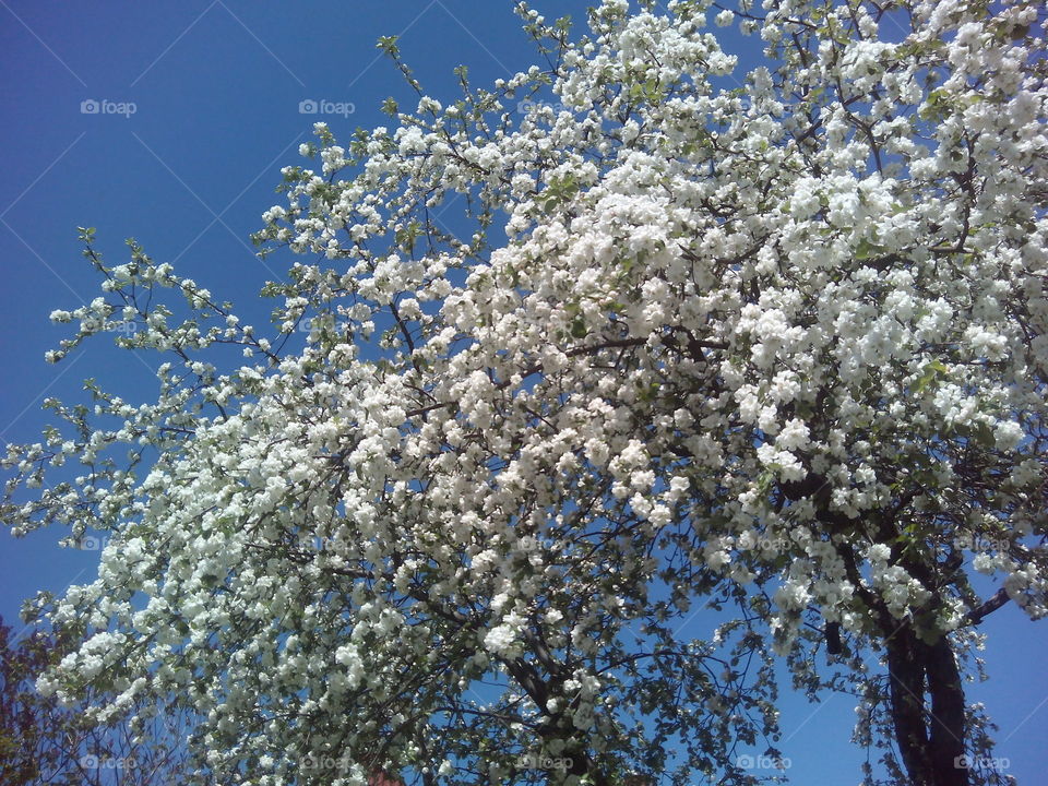 Tree, Flower, Branch, Clear, Nature