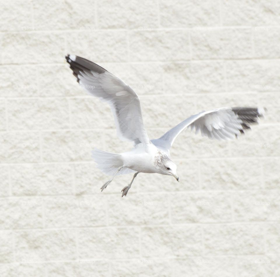 seagulls swooping in to grab some food