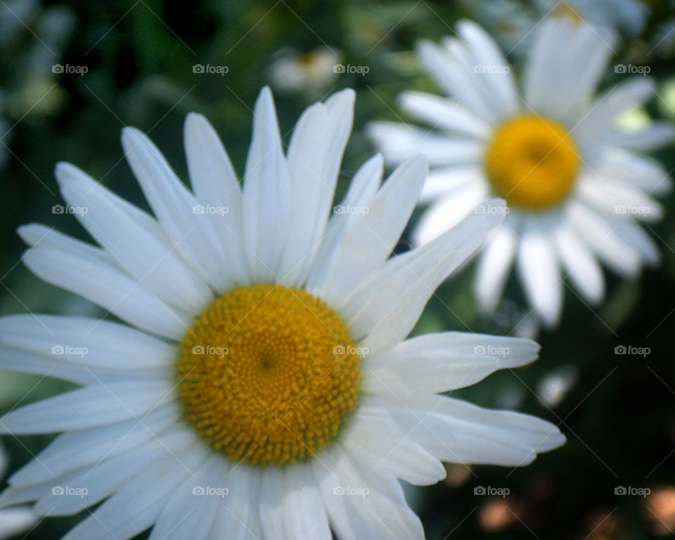 Up close daisies 