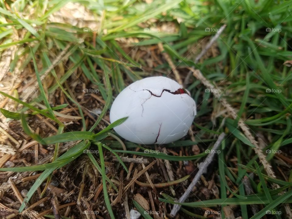 Egg in the process of hatching