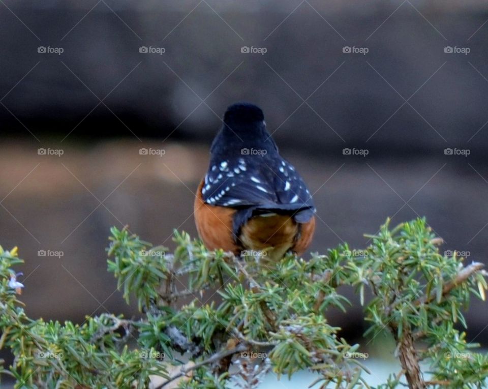 Spotted Towhee