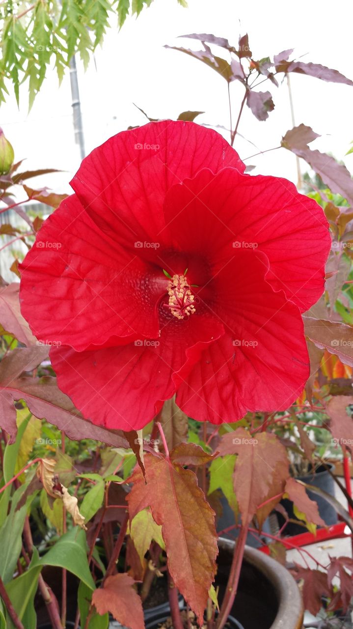 Red rose mallow