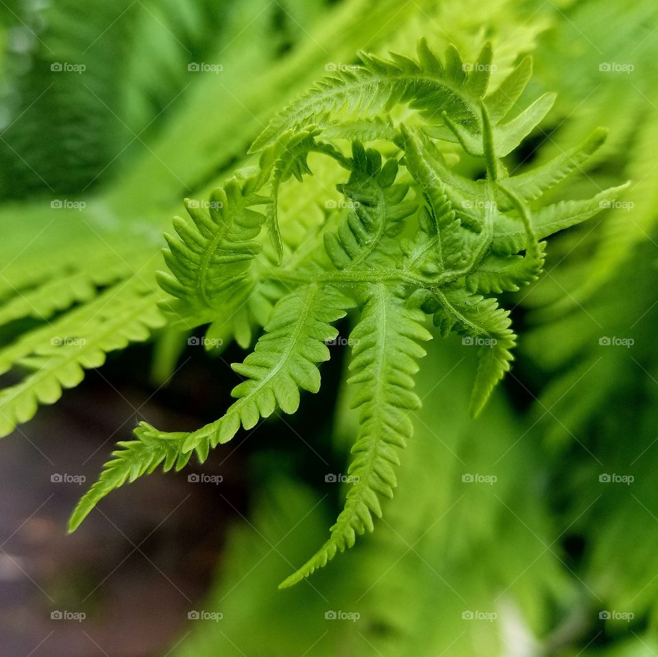 Unfurling Fern