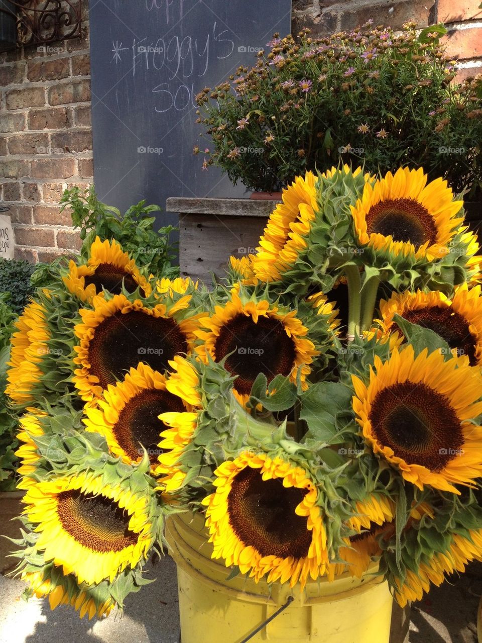 Sunflowers in Yellow Pail