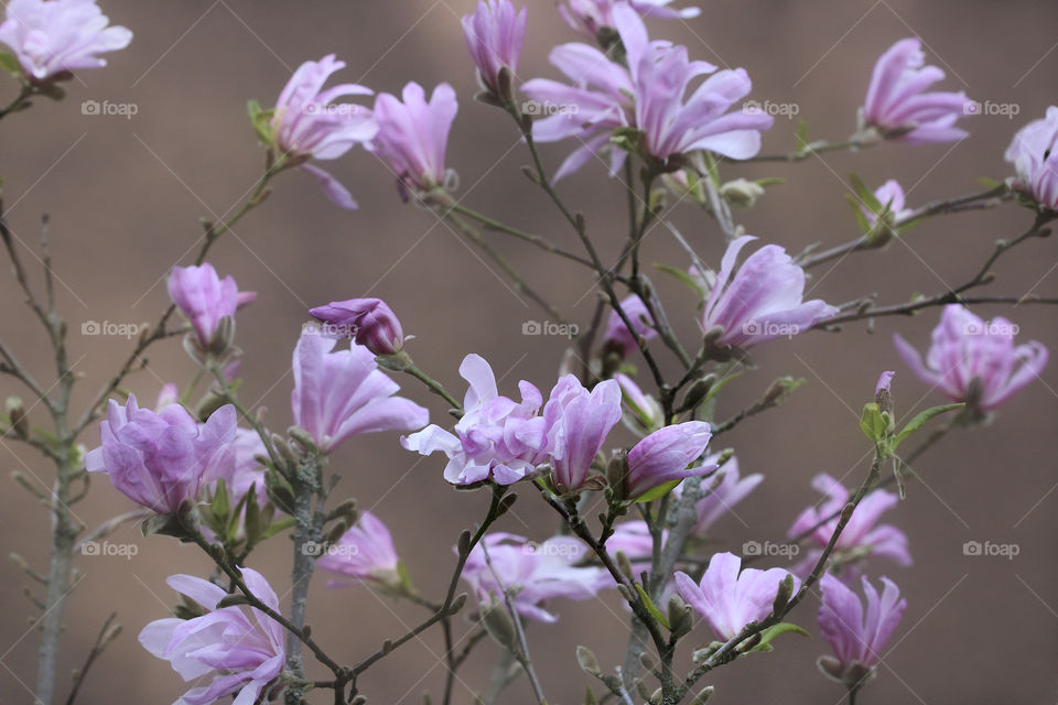 Pink magnolia