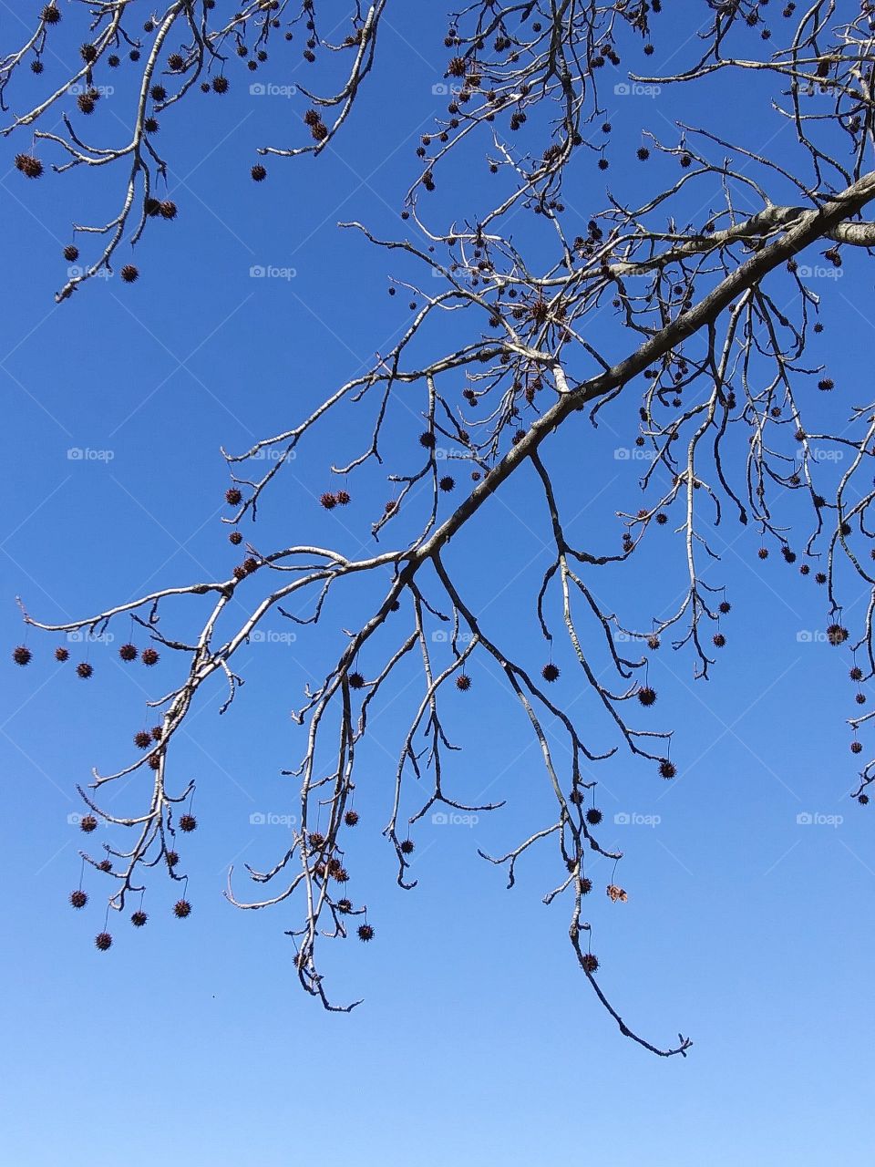 sweetgum tree laden with seeds