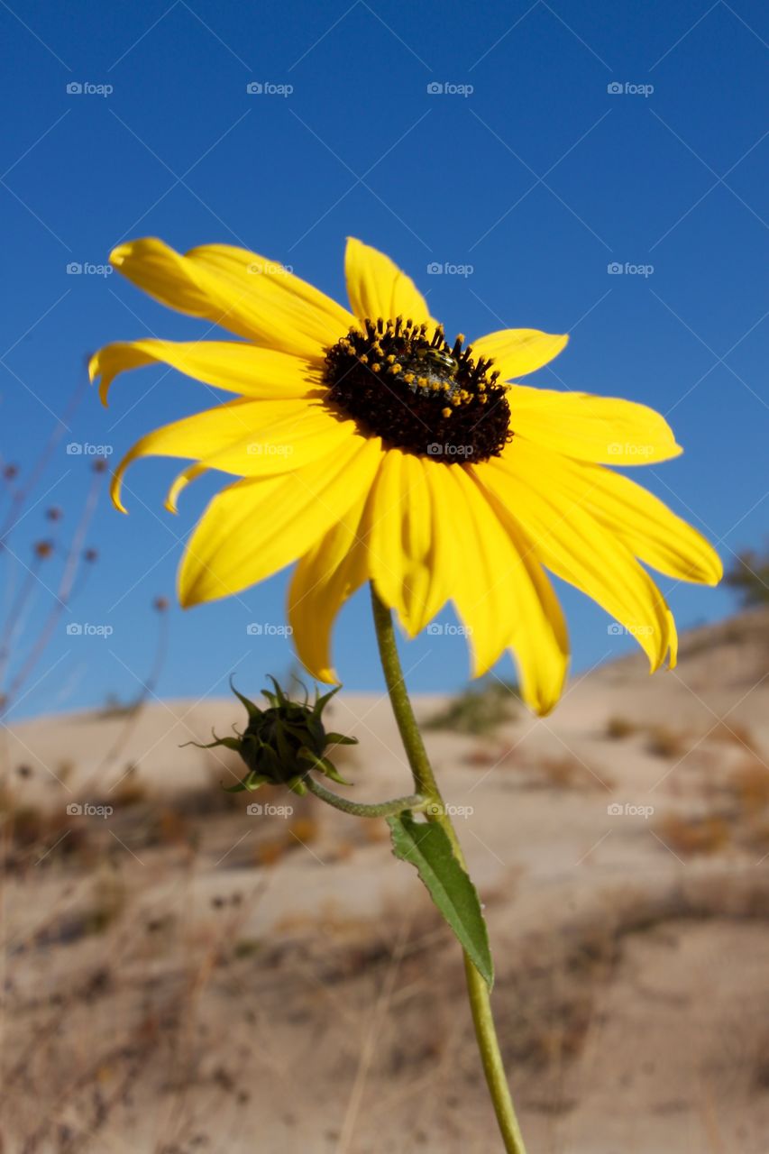 Sunflower & Sand Dune
