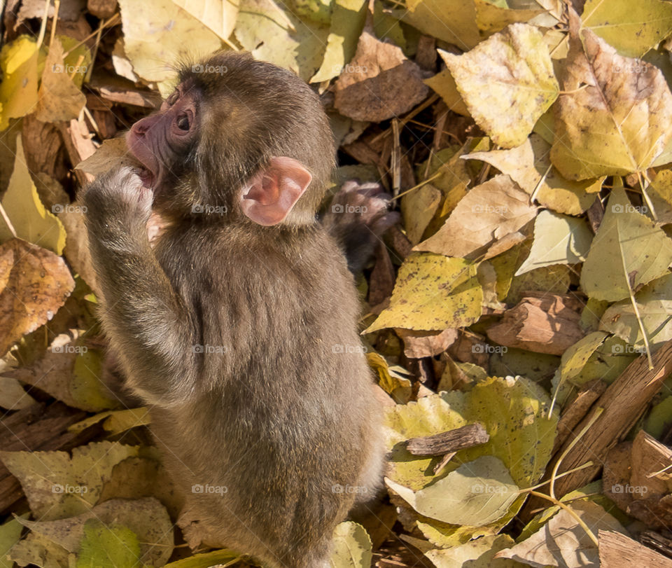 A puppy Macaco while playing with the leaves