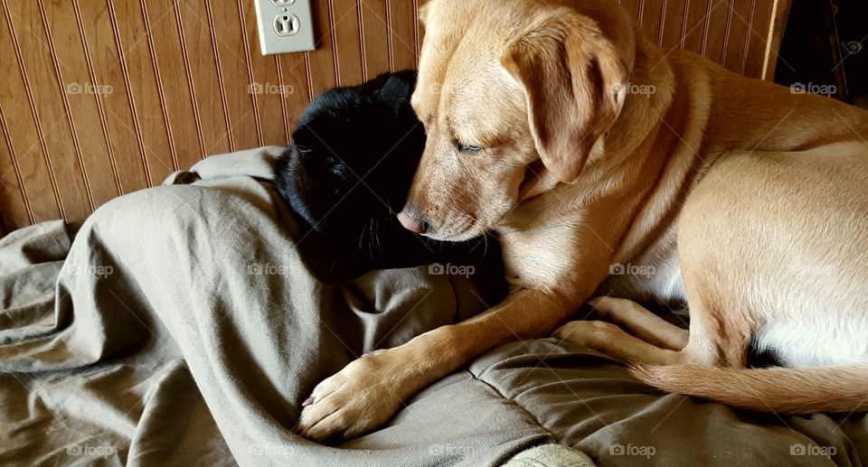 dog and cat touch noses