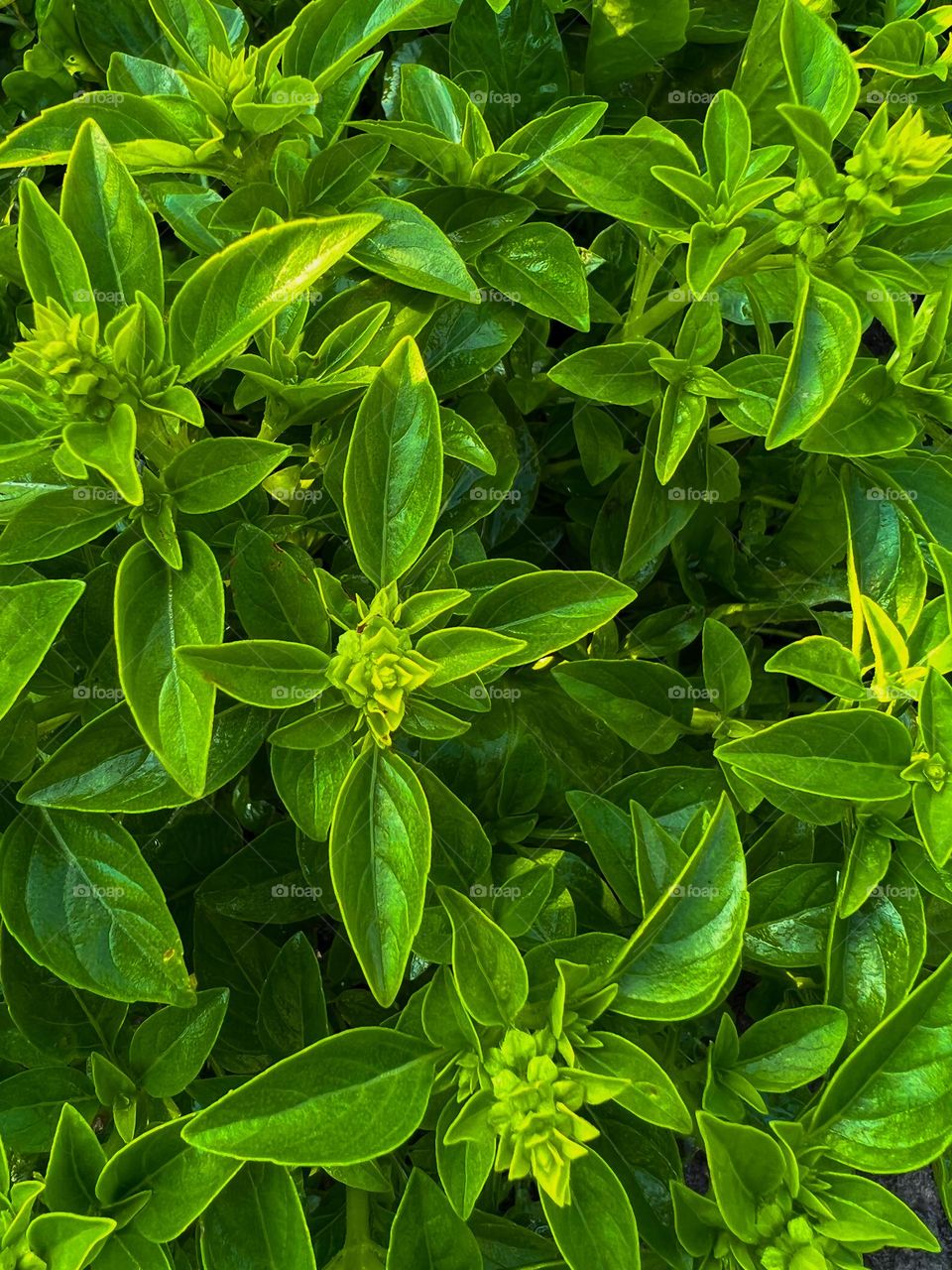 Fresh, inspiring green basil with magnificent fragrance grows in a little village garden at the middle of the summer
