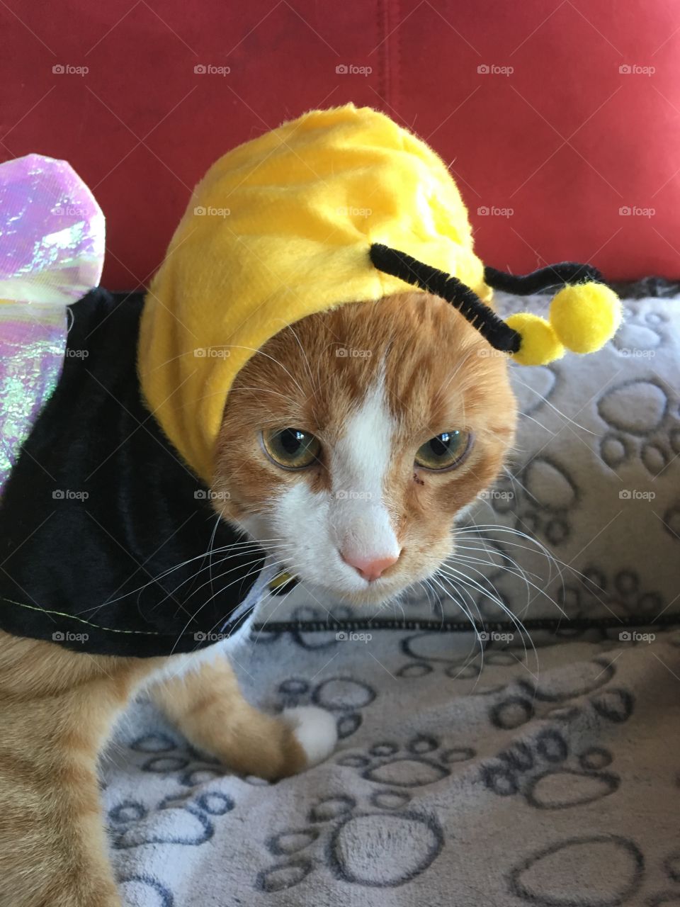 Kitten in costume 