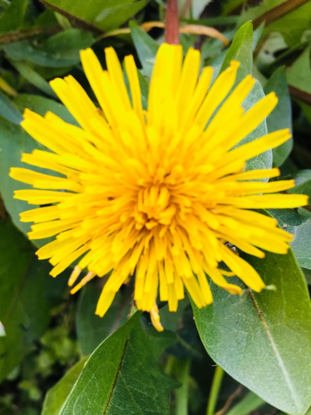 Fiore