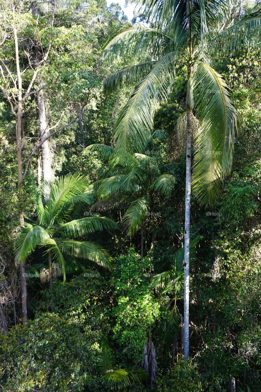 Tropical forest near Mt Tambourine 